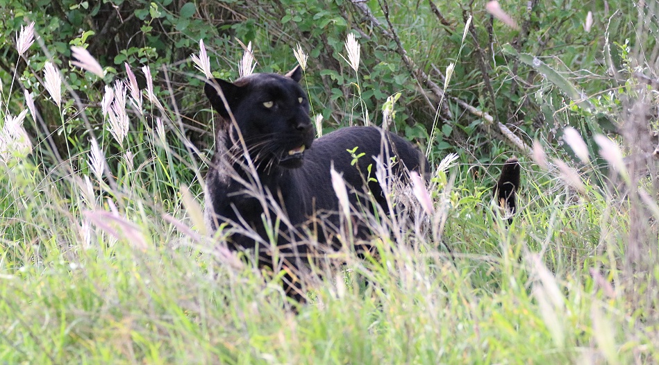 Black Leopard, Giza Mrembo; Laikipia