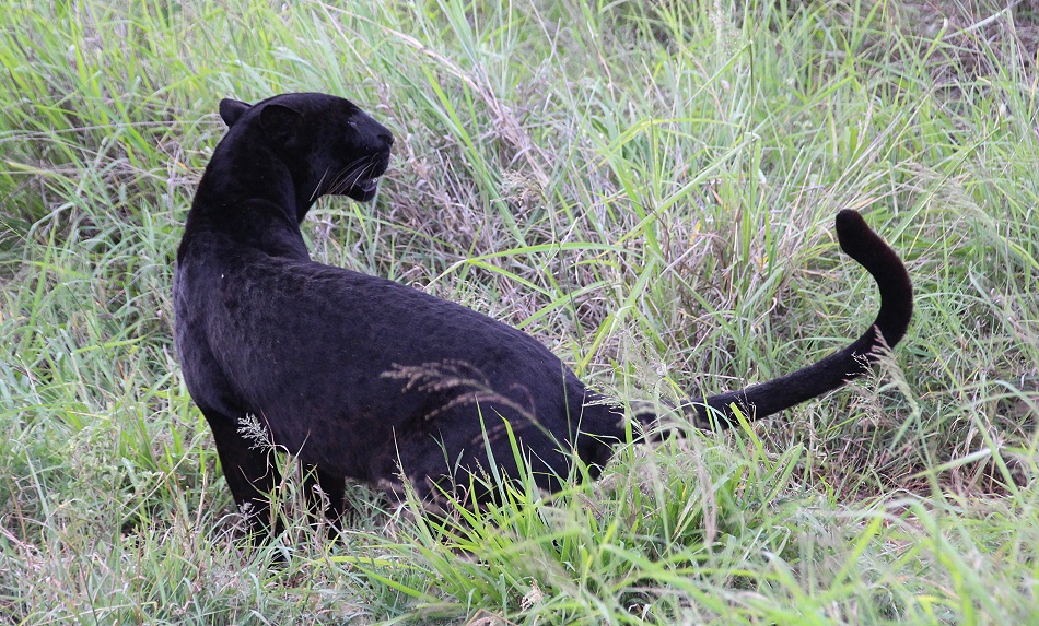 Black Leopard, Giza Mrembo; Laikipia