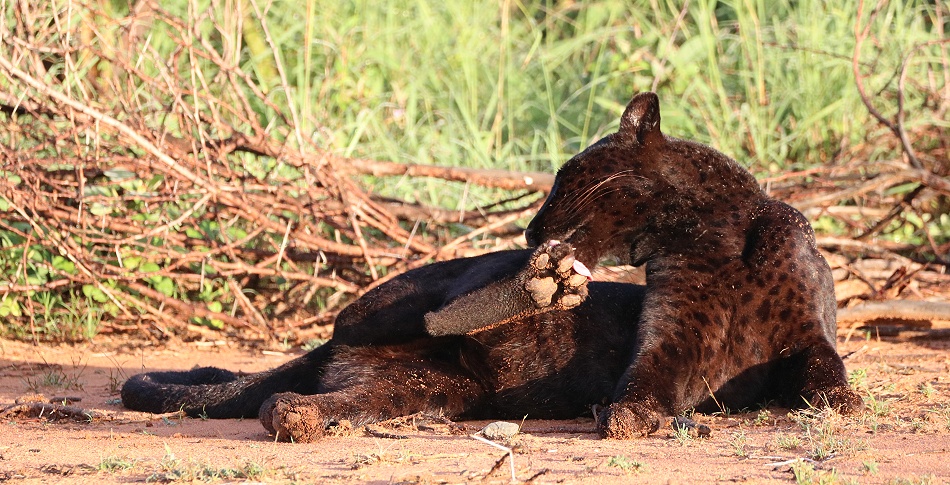 Black Leopard, Giza Mrembo; Laikipia