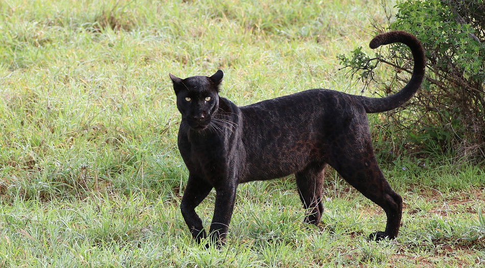 Black Leopard Giza auf der Pirsch nach Geierperlh&uuml;hnern