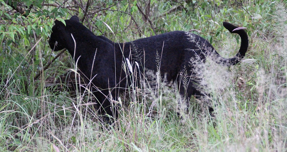 Black Leopard, Giza Mrembo; Laikipia