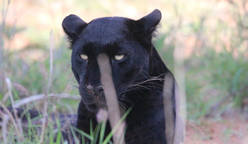 schwarze Leopardin Giza bewacht Beute