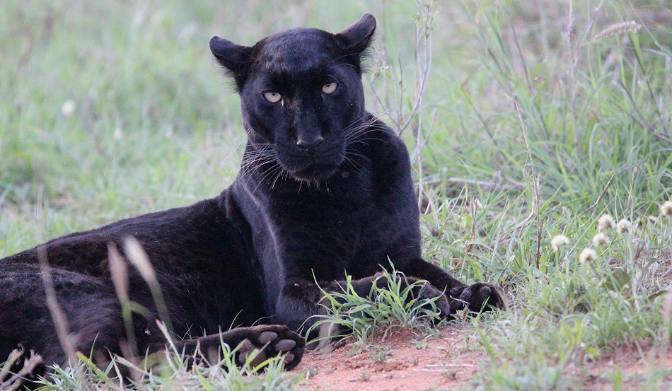 Plattfu&szlig; neben Black Leopard