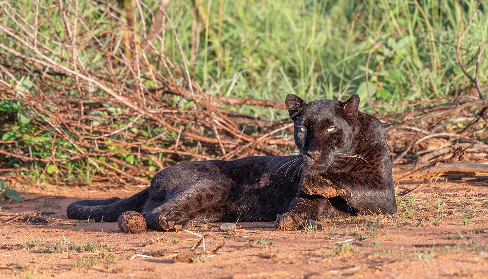 Black Leopard, Giza Mrembo; Laikipia