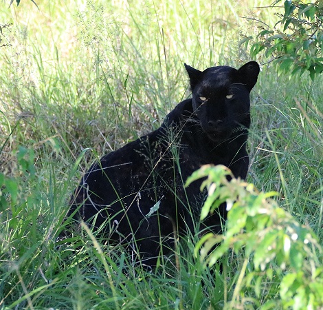 Giza, die schwarze Leopardin bewacht ihre Beute