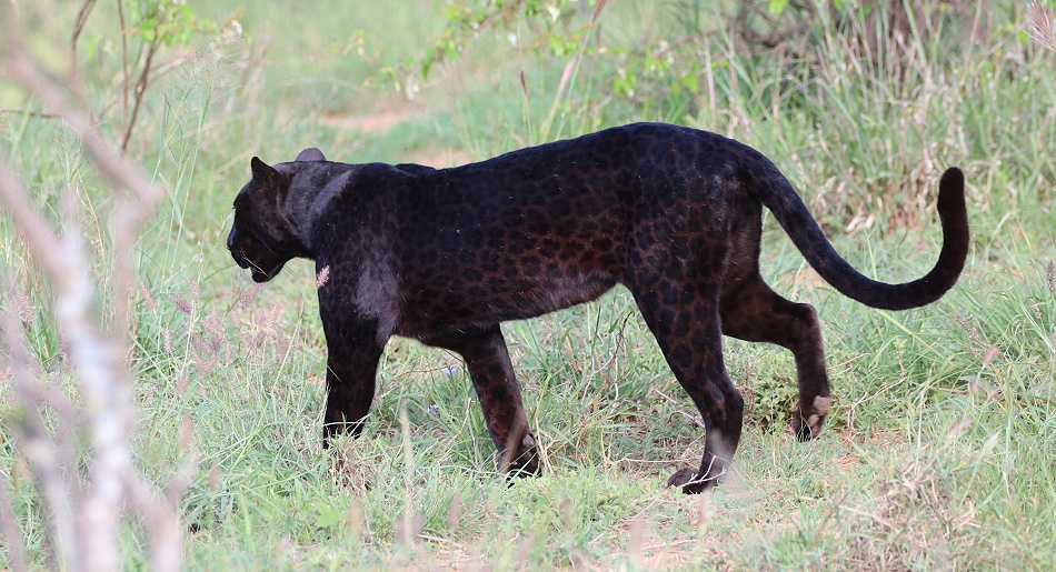 Giza, die schwarze Leopardin bewacht ihre Beute