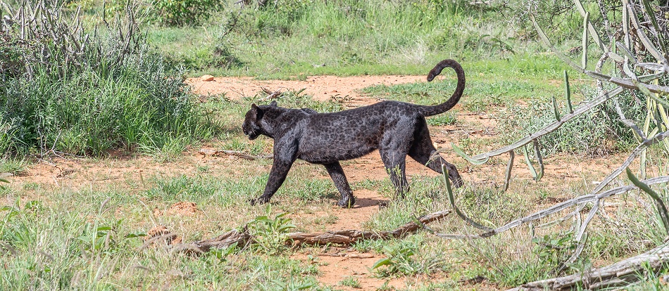 schwarze Leopardin Giza auf der Jagd nach Dikdiks