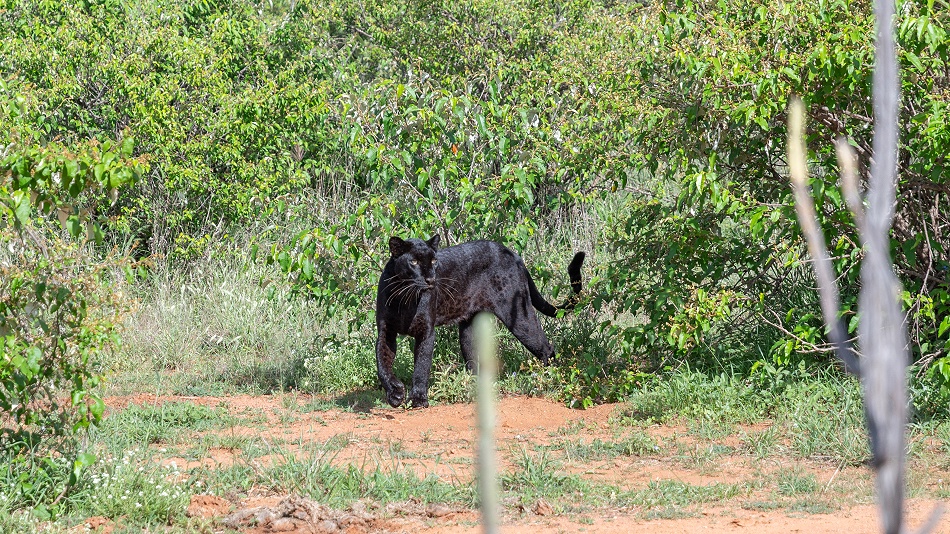 schwarze Leopardin Giza auf der Jagd nach Dikdiks