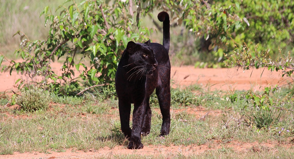 schwarze Leopardin Giza auf der Jagd nach Dikdiks