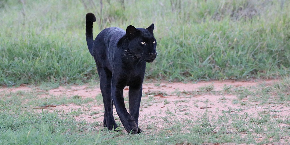 die vorerst letzten Momente mit Giza der schwarzen Leopardin
