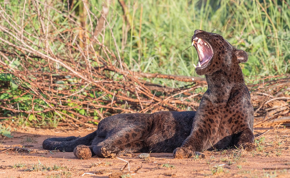 Black Leopard, Giza Mrembo; Laikipia