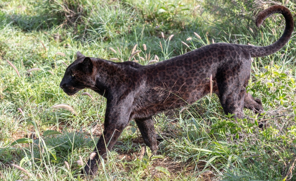 schwarze Leopardin Giza auf der Jagd nach Dikdiks