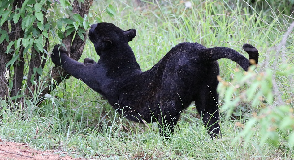 Black Leopard, Giza Mrembo; Laikipia