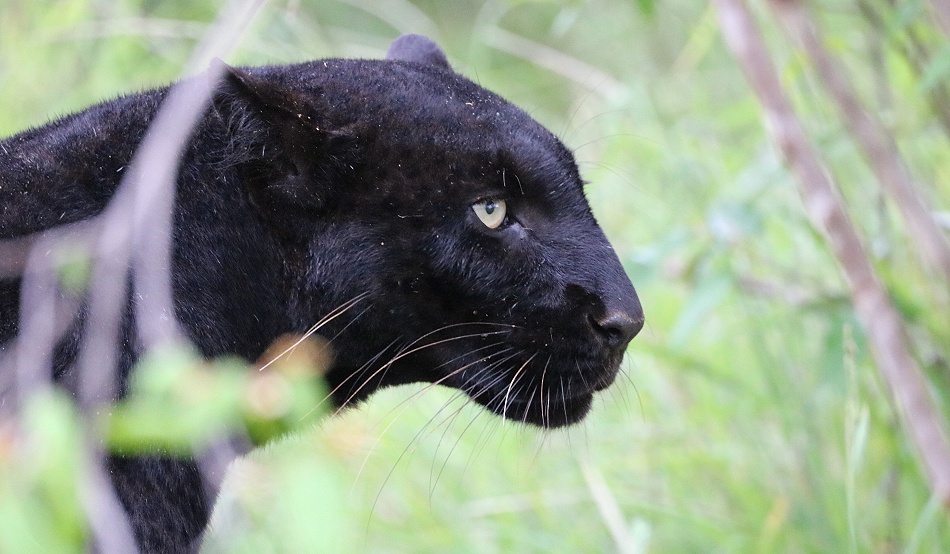 Black Leopard, Giza Mrembo; Laikipia