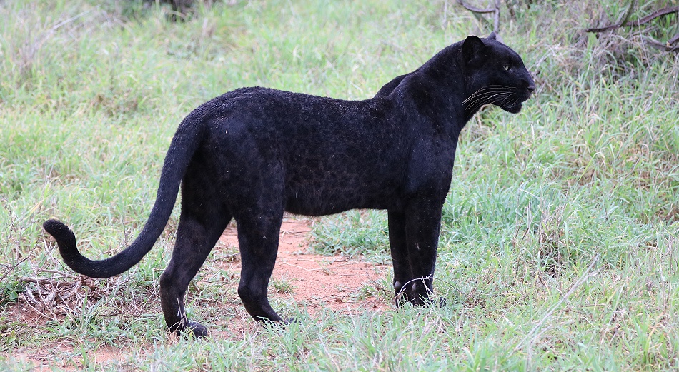 Black Leopard, Giza Mrembo; Laikipia