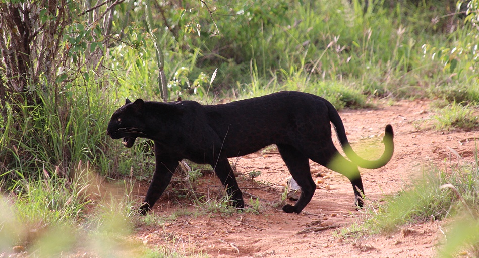 Black Leopard, Giza Mrembo; Laikipia
