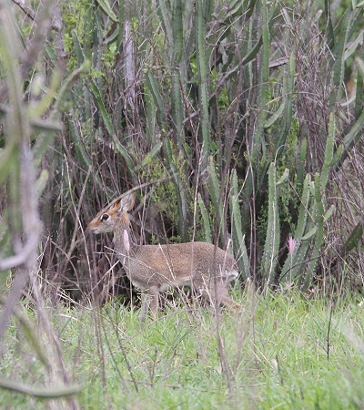 G&uuml;nthers Dikdik