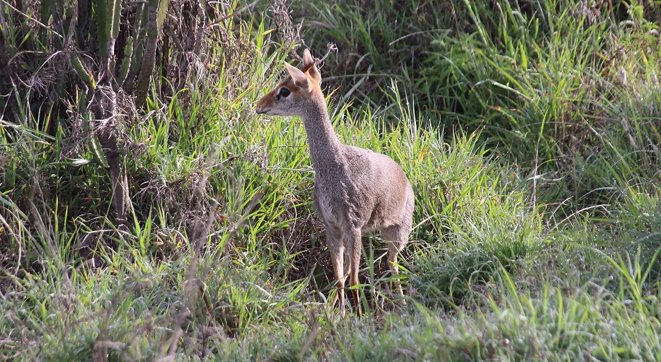 G&uuml;nthers Dikdik, Laikipia