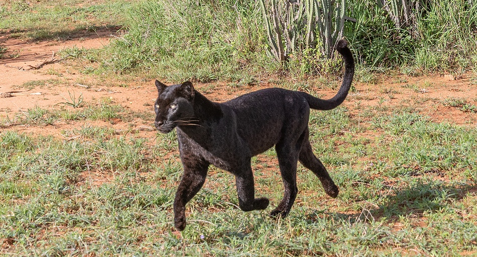 Black Leopard Giza auf der Pirsch nach Geierperlh&uuml;hnern