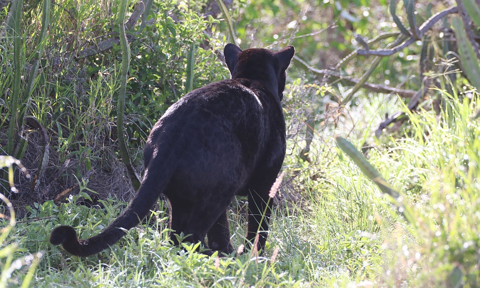 schwarze Leopardin Giza auf der Jagd nach Dikdiks