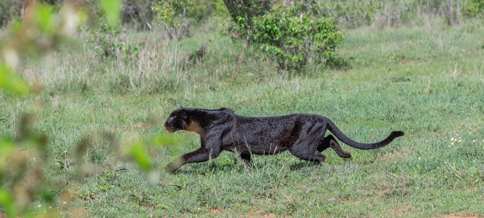 schwarze Leopardin Giza auf der Jagd nach Dikdiks