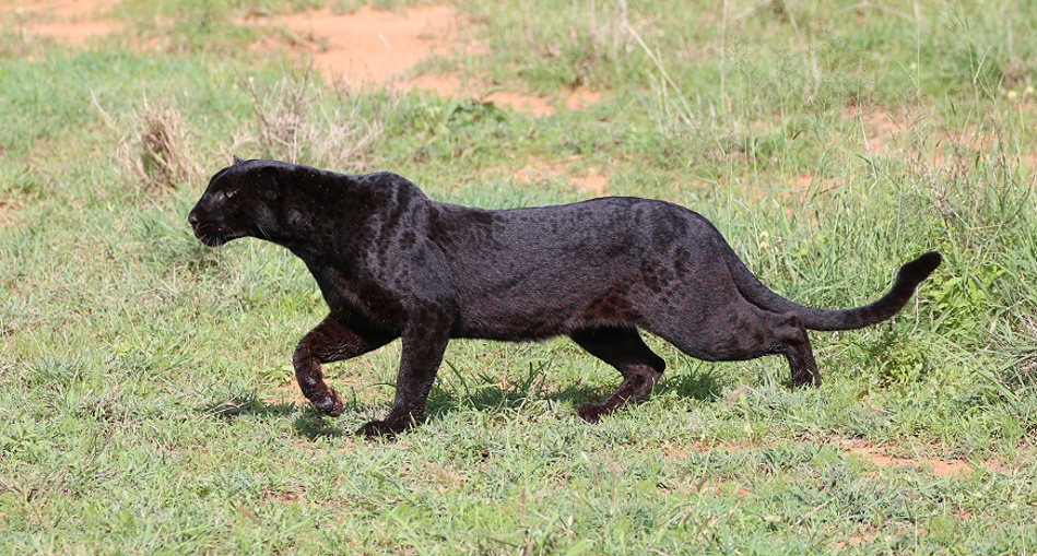 schwarze Leopardin Giza auf der Jagd nach Dikdiks