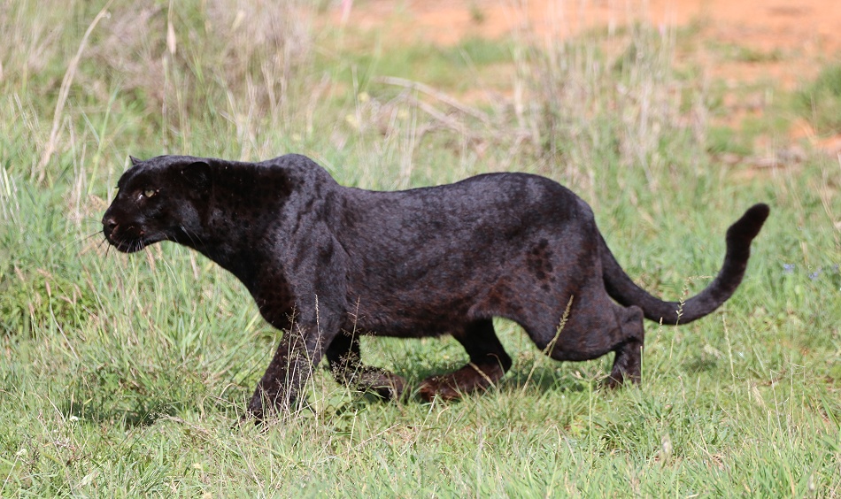 schwarze Leopardin Giza auf der Jagd nach Dikdiks