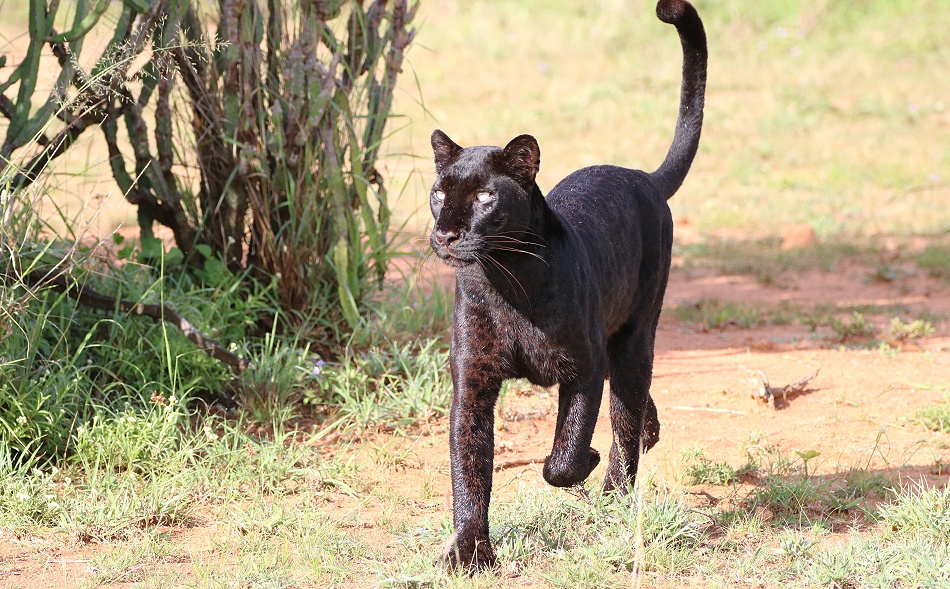 Black Leopard Giza auf der Pirsch nach Geierperlh&uuml;hnern
