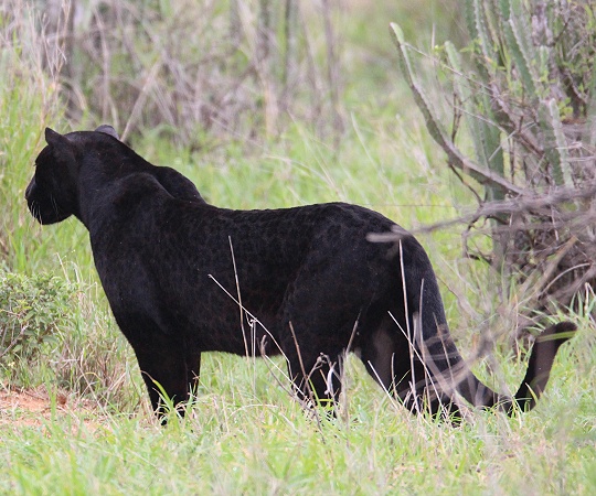 Black Leopard, Giza Mrembo auf der Pirsch; Laikipia