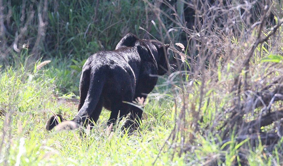 Black Leopard, Giza Mrembo auf der Pirsch; Laikipia
