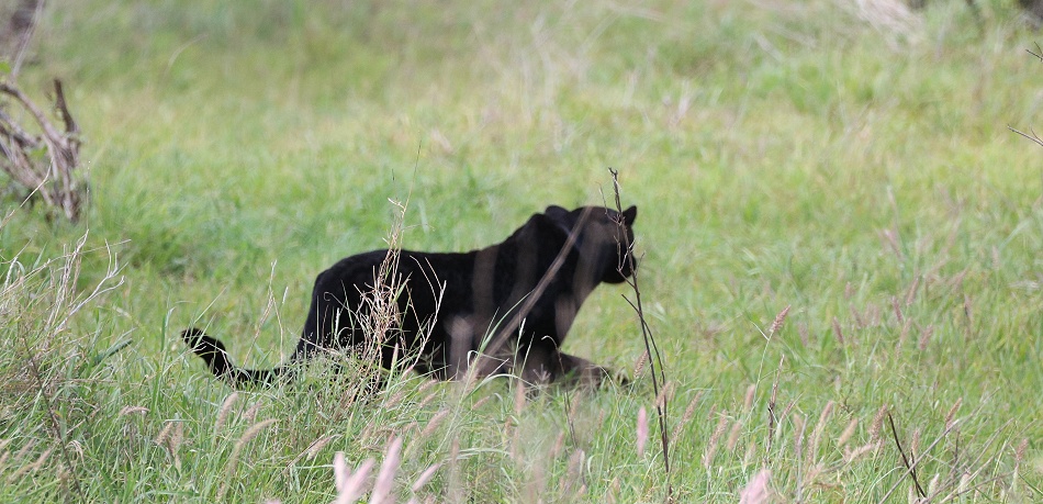 Black Leopard, Giza Mrembo auf der Jagd; Laikipia