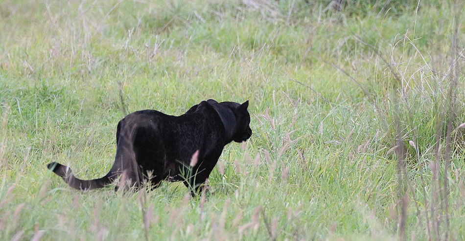 Black Leopard, Giza Mrembo auf der Jagd; Laikipia