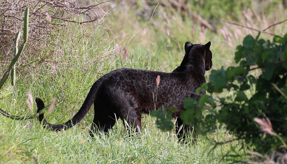 schwarze Leopardin Giza auf der Jagd nach Dikdiks