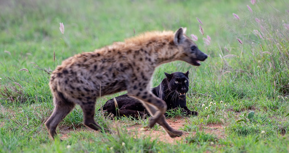 Black Leopard Giza und T&uuml;pfelhy&auml;ne