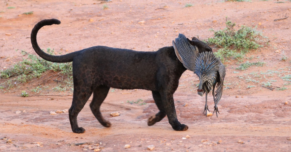schwarzer Leopard; Giza mit Geierperlhuhn