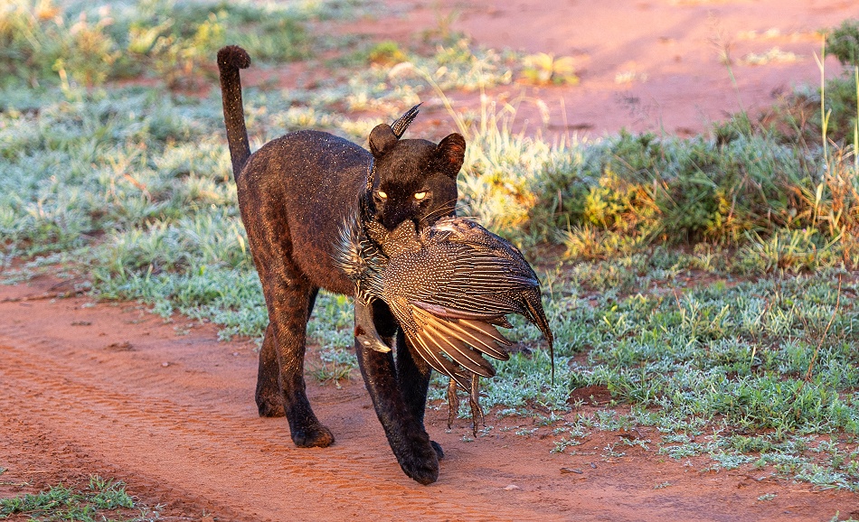 schwarzer Leopard; Giza mit Geierperlhuhn