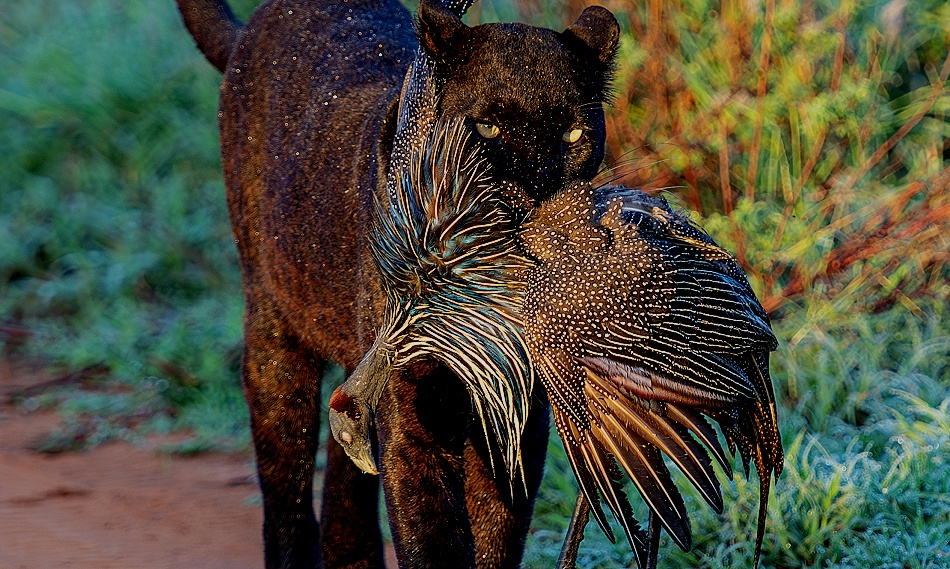 schwarzer Leopard; Giza mit Geierperlhuhn
