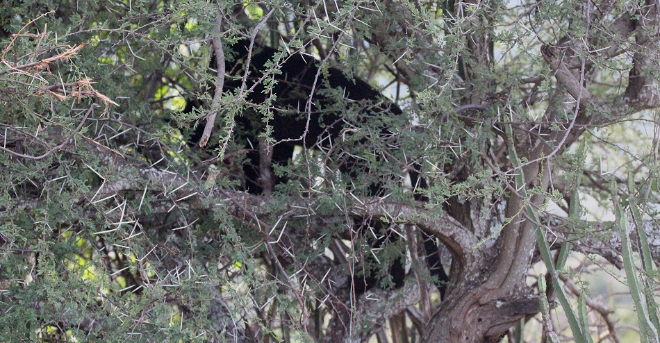 Black Leopard Giza frisst Dikdik in Akazie