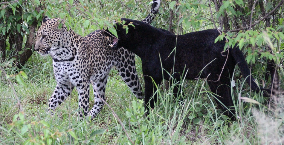 Black Leopard, Giza und ihr Sohn Nyota; Laikipia