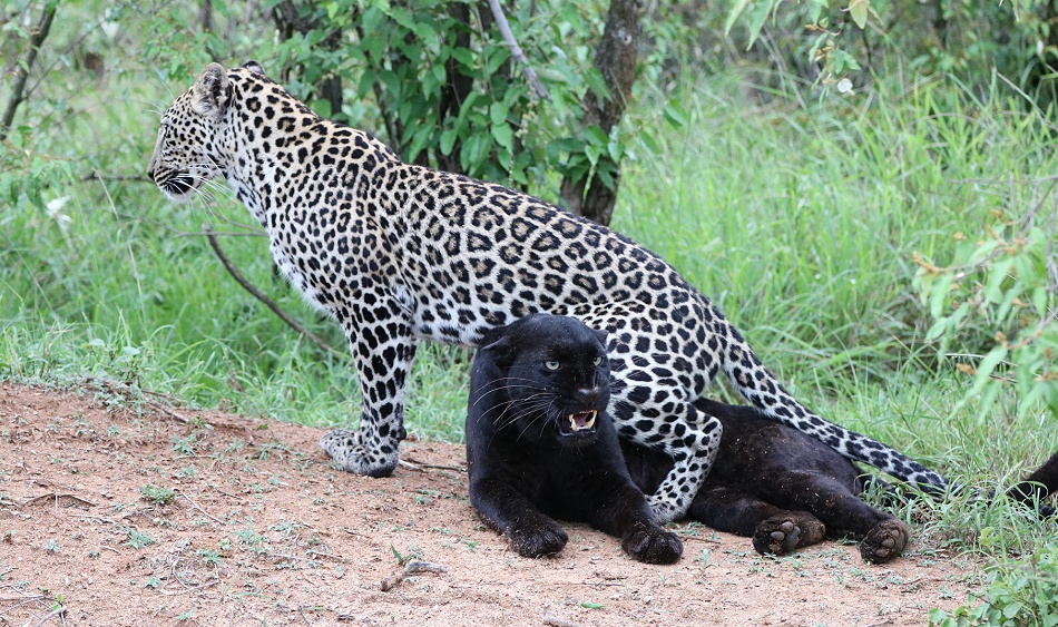 Black Leopard, Giza und ihr Sohn Nyota; Laikipia