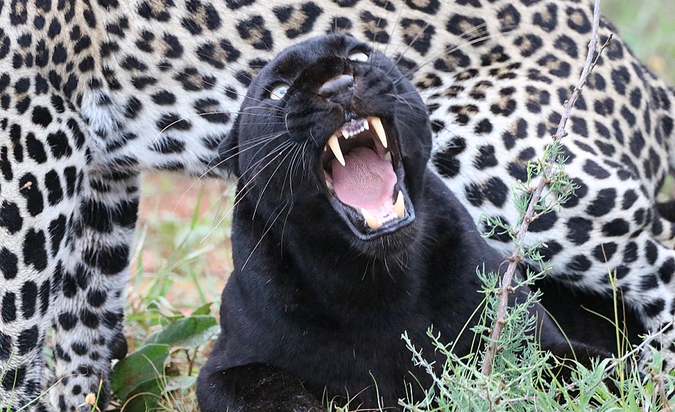 Black Leopard, Giza und ihr Sohn Nyota; Laikipia