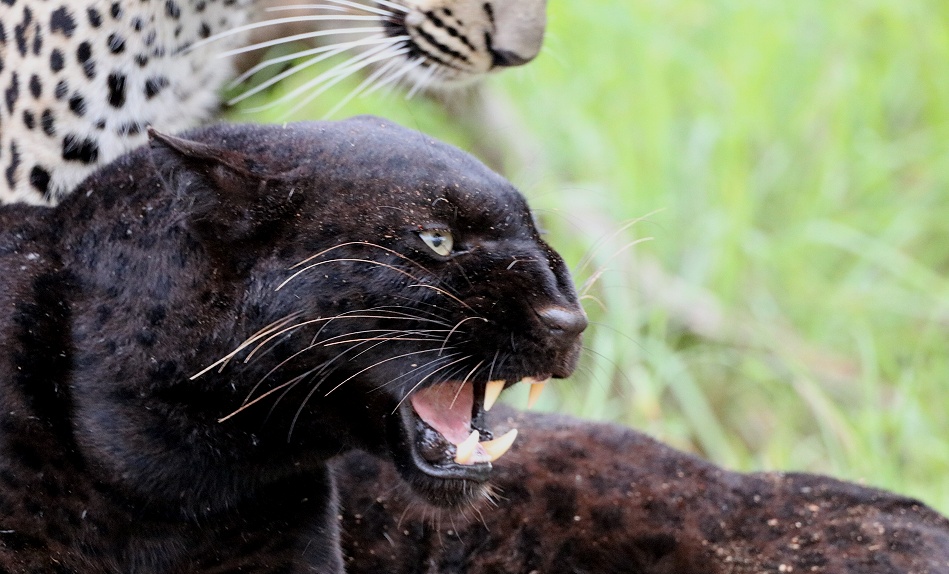 Black Leopard, Giza und ihr Sohn Nyota; Laikipia
