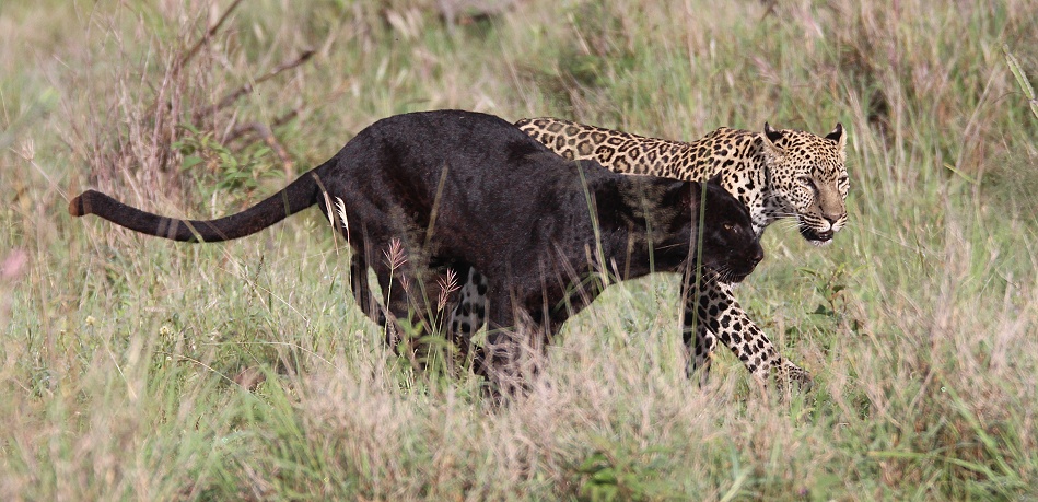 Black Leopard Giza und Sohn Nyota