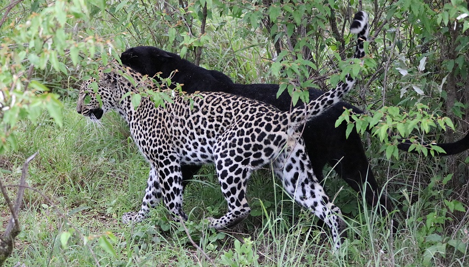 Black Leopard, Giza und ihr Sohn Nyota; Laikipia