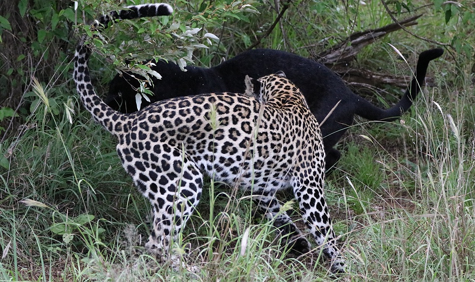 Black Leopard, Giza und ihr Sohn Nyota; Laikipia