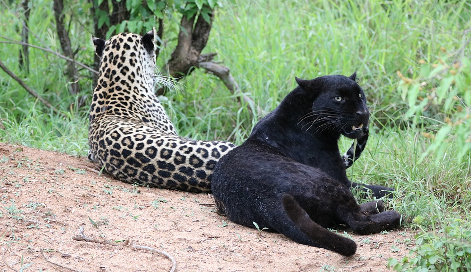 Black Leopard, Giza und ihr Sohn Nyota; Laikipia