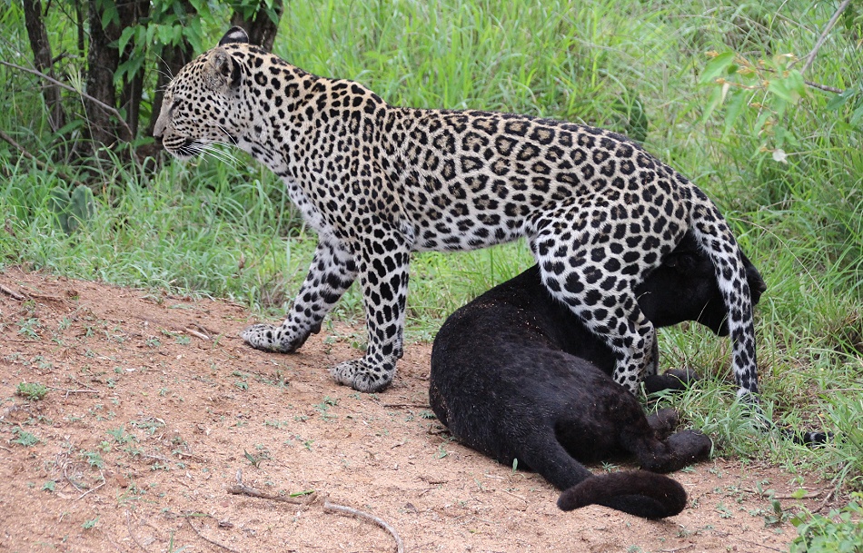 Black Leopard, Giza und ihr Sohn Nyota; Laikipia