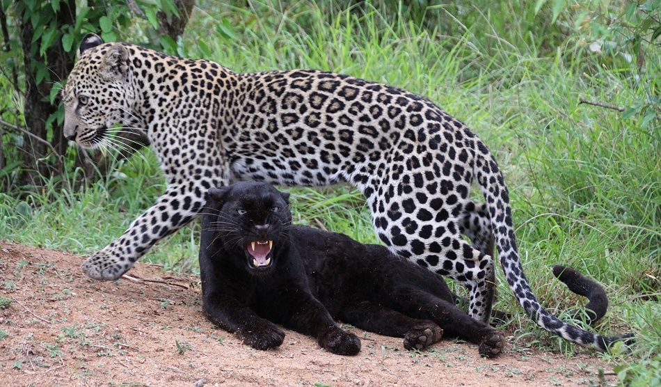 Black Leopard, Giza und ihr Sohn Nyota; Laikipia