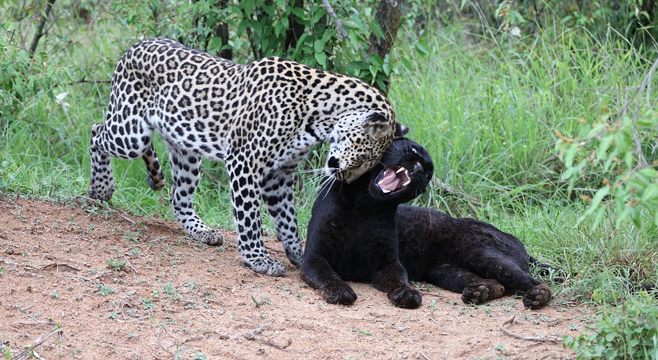Black Leopard, Giza und ihr Sohn Nyota; Laikipia