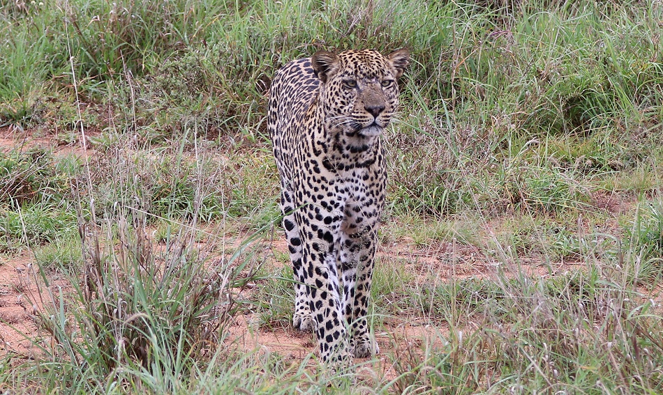 Leopard, Kofu - Mpala